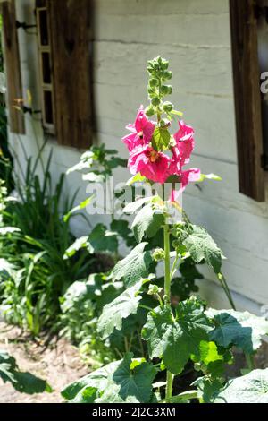 Rosa Blüten von Malve, Alcea rosea, Familie malvaceae auch als Hollyhock bekannt, im Garten vor dem weißen Holzhaus, Nahaufnahme. Stockfoto