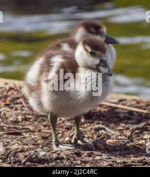 London, Großbritannien. 31.. März 2022. Ein Paar neugeborener ägyptischer Gänse im St. James's Park. Kredit: Vuk Valcic/Alamy Live Nachrichten Stockfoto