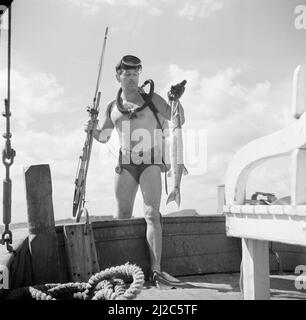 Ein Taucher mit einem Fisch an Bord eines Schiffes in der Fuikbaai Ca. Oktober 1955 Stockfoto