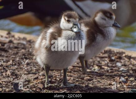 London, England, Großbritannien. 31. März 2022. Ein Paar neugeborener ägyptischer Gänse im St. James's Park. (Bild: © Vuk Valcic/ZUMA Press Wire) Stockfoto