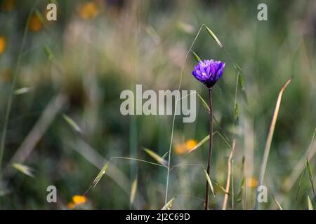 Frühling Wildblumen blühen Stockfoto