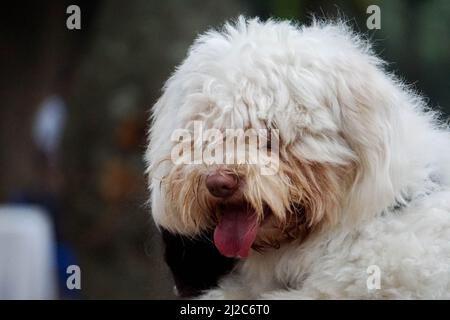 Eine selektive Fokusaufnahme eines Lagotto Romagnolo Hundes Stockfoto