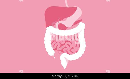 Menschliches Verdauungssystem. Magen, Leber, Milz, Gallenblase, Dünndarm und Dickdarm. Schöne helle Illustration. Menschlicher Körper im Inneren Stock Vektor