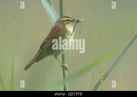 Sedge Warbler (Acrocephalus schoenobaenus) auf gemeinem Schilf (Phragmites australis) mit Blauschwanz-Damselfliege (Ischnura elegans) in seinem Bill thront Stockfoto