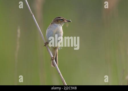 Sedge Warbler (Acrocephalus schoenobaenus) auf gemeinem Schilf (Phragmites australis) mit Blauschwanz-Damselfliege (Ischnura elegans) in seinem Bill thront Stockfoto