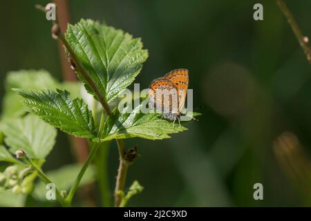 Violettes Kupfer (Lycaena helle), das auf einem Blatt ruht Stockfoto