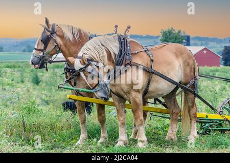 Zwei Pennsylvania Plough Horses In Amish Country, Central Pennsylvania Stockfoto