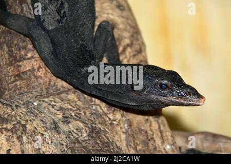 Schwarzbaum-Monitor, Schwarzer Baumwaran, Varanus beccarii, fekete varánusz, Gembira Loka Zoo, Yogyakarta, Java, Indonesien, Asien Stockfoto