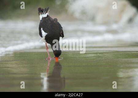 Eurasian Oystercatcher (Haematopus ostralegus), ein Erwachsener, der am Strand mit seinem Schnabel im Sand auf der Nahrungssuche ist Stockfoto