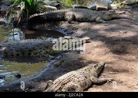 Salzwasserkrokodil, Leistenkrokodil, Crocodylus porosus, Gembira Loka Zoo, Yogyakarta, Java, Indonesien, Asien Stockfoto