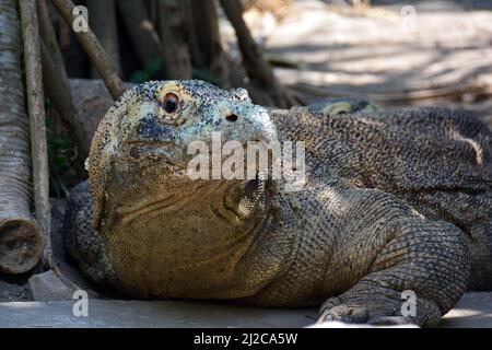 Komodo-Drache, Komodo-Monitor, Komodowaran, Varanus komodoensis, Gembira Loka Zoo, Yogyakarta, Java, Indonesien, Asien Stockfoto