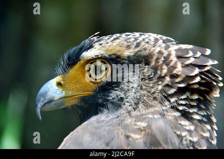 Schlangenadler, Schlangenweihe, Spilornis cheela, kontyos kígyászsas, Gembira Loka Zoo, Yogyakarta, Java, Indonesien, Asien Stockfoto