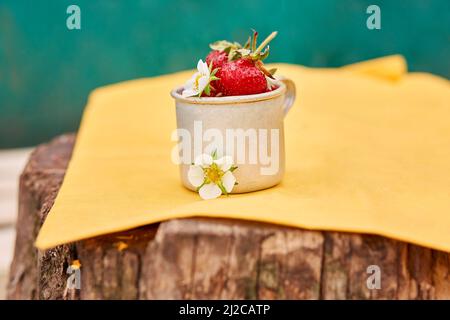 Erdbeeren in einem Reisetasse aus Metall-Aluminium auf einem Holzstumpf. Grüner und gelber Frühlingshintergrund. Cottagecore Ästhetik Konzept, trendige Schatten Hintergrund. Speicherplatz kopieren. Hochwertige Fotos Stockfoto