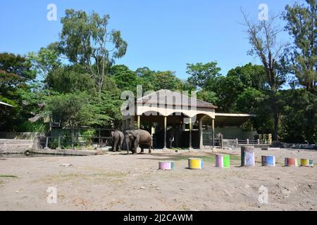 Asiatischer Elefant, Asiatische Elefant, Elefans maximus, ázsiai elefánt, Gembira Loka Zoo, Yogyakarta, Java, Indonesien, Asien Stockfoto