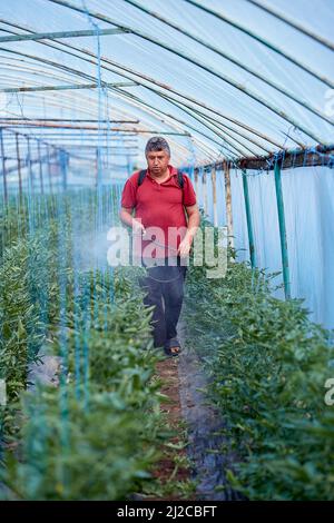 Mann, der junge Tomaten im Gewächshaus spritzt. Der Frühling funktioniert. Lifestyle-Fotografie. Stockfoto