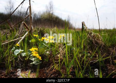 Frühfrühling auf dem Biebrza-Sumpf, Sumpfmarmeltiere blühen im jungen Gras, April-Natur, Nahaufnahme, Kopierraum, Detail Stockfoto
