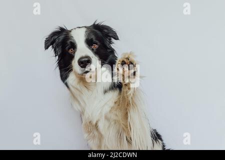 Niedlichen Welpen Hund Grenze Collie mit lustigen Gesicht winkende Pfote isoliert auf weißem Hintergrund. Niedlicher Hund. Tierleben Konzept Stockfoto