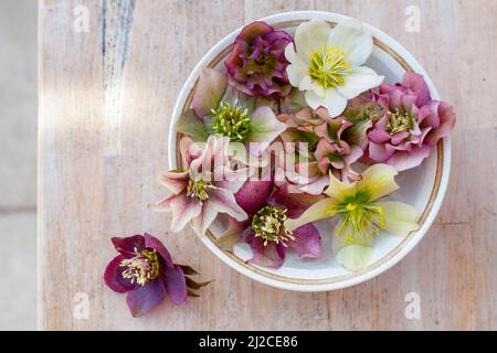 Eine Keramikschale mit wunderschönen rosa und weißen Hellebore auf einem Holztisch Stockfoto