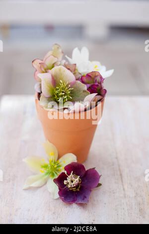 Bunte Vielfalt an schönen weißen und rosa Hellebore Blumen in einem Keramiktopf Stockfoto