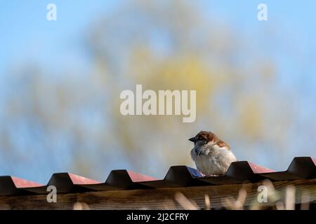 Nahaufnahme eines kleinen Sperbians auf einem Garagendach mit verschwommenen Bäumen und blauem Himmel im Hintergrund Stockfoto