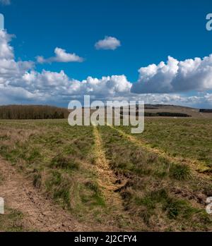 der hauptkampfpanzer der britischen Armee, der 2 II, führt im Gras über Wiesenwiese auf einem militärischen Trainingsgelände Stockfoto