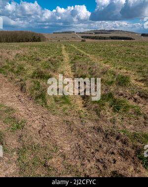 der hauptkampfpanzer der britischen Armee, der 2 II, führt im Gras über Wiesenwiese auf einem militärischen Trainingsgelände Stockfoto