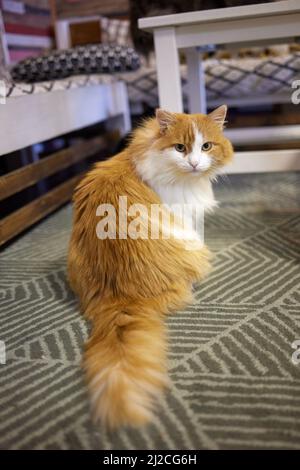 Junge weiße Katze sitzt bequem auf einer Gummimatte. Auf dem Boden des Hauses Draufsicht auf British Short Hair in silbernem Blauton liegend und seitlich Stockfoto