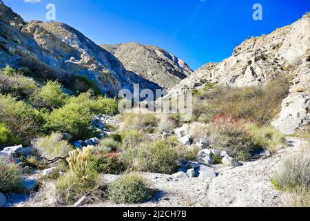 Wüstenlandschaft mit blühenden Sträuchern in den Bergen des Agua Caliente County Park, Anza-Borrego, Kalifornien, USA Stockfoto