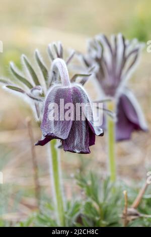 Pulsatilla pratensis bohemica - kleine Pasque-Blume Stockfoto