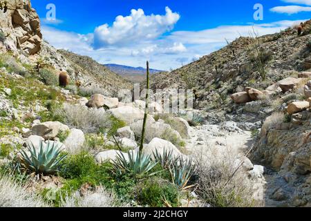 Wüstenlandschaft mit Wüstenagaven, Ocotillos und Fasskakteen in den trockenen Bergen des Agua Caliente County Park, Anza-Borrego, Kalifornien, USA Stockfoto