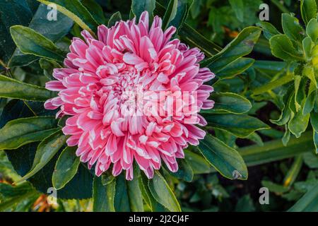 Heller Aster auf grünem Hintergrund aus Laub, Nahaufnahme. Herzlichen Glückwunsch zum Urlaub. Rosafarbene Blütenknospe für Poster, Kalender, Tapete, Karte, Banner Stockfoto