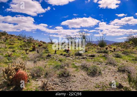 Grüne Wüste nach Winterregen, mit Chollas, Okotillos und Faßkakteen, in der Nähe des Tamarisk Grove im Anza-Borrego Desert State Park, Kalifornien, USA Stockfoto