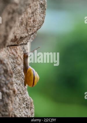 Eine langsame Traubenschnecke kriecht die Wand hoch. Stockfoto