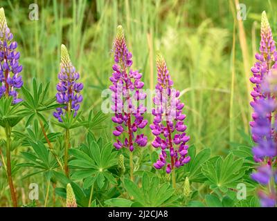 Lupinenblüten blühen auf dem Feld. Stockfoto