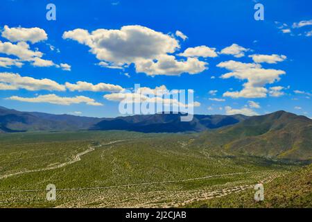 Blick auf Mescal Bajada von Kenyon Blick in der Nähe von Borrego Springs, Anza-Borrego, Kalifornien, USA. Die Wüste sieht nach den Winterregnen leuchtend grün aus Stockfoto