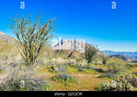 Grüne Wüste nach Winterregen, mit Blumen, Kakteen und Okotillos, entlang Kenyon Track, Borrego Springs, Anza-Borrego Desert State Park, Kalifornien Stockfoto