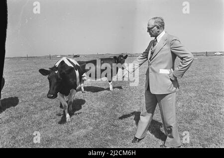 Minister van der Stee besucht Ameland, Van der Stee mit den Kühen ca. 10. August 1976 Stockfoto