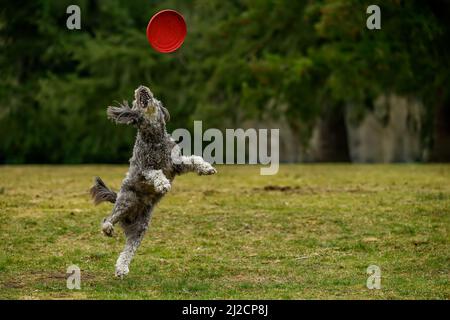 Ein junger und verspielter Goldendoodle-Hund wird in Hochgeschwindigkeitsbewegungen gefangen, während er schnell läuft und hoch springt, um eine fliegende Frisbee in der Luft zu fangen Stockfoto