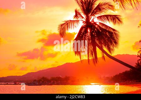 Hohe Palmen, die sich bei Sonnenuntergang über dem Meer lehnen. Stockfoto