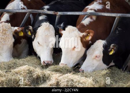 BUCKINGHAMSHIRE, Großbritannien - 13. April 2021. Junge Hereford-Kühe, die Stroh in einer Scheune oder einem Kuhstall fressen. Rindervieh. Stockfoto