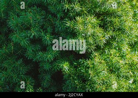 Die Sonne erleuchtet den halben Baum, die andere Hälfte wird mit Schatten verdunkelt. Ein Blick auf picea glauca. Stockfoto