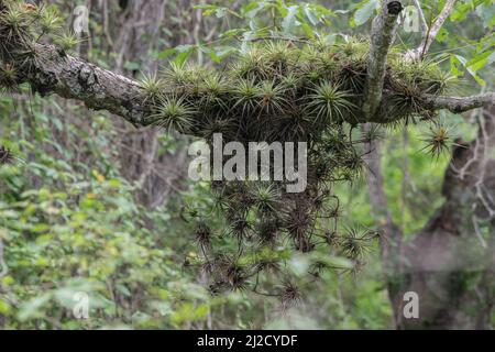 Epiphytische Luftpflanzen, die auf einem Ast im trockenen Tumbesienwald wachsen. Tillandsia espinosae, ein Luftwerk aus Ecuador und Peru. Stockfoto