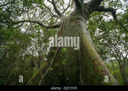 Ceiba trischistandra, ein großer Flaschenbaum, der im trockenen Ökosystem des Trockenwaldes im Süden Ecuadors und im Norden Perus gefunden wird. Stockfoto