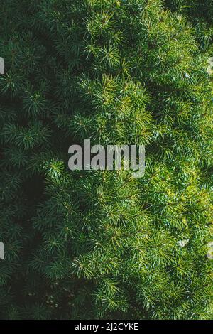 Die Sonne erleuchtet den halben Baum, die andere Hälfte wird mit Schatten verdunkelt. Ein Blick auf picea glauca. Stockfoto