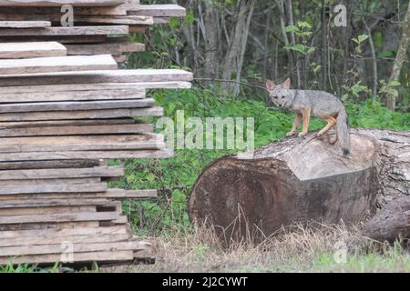 Sechuran-Fuchs (Lycalopex sechurae) die Erforschung eines kürzlich gefällten Baumes, die Abholzung und andere Formen des Lebensraumverlustes stellen eine große Bedrohung für die Tierwelt dar. Stockfoto