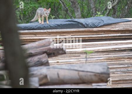 Sechuran-Fuchs (Lycalopex sechurae) die Erforschung eines kürzlich gefällten Baumes, die Abholzung und andere Formen des Lebensraumverlustes stellen eine große Bedrohung für die Tierwelt dar. Stockfoto