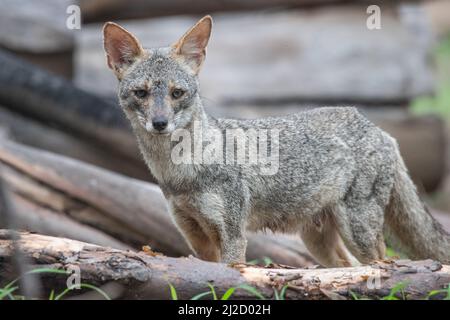 Ein Porträt eines Sechuran-Fuchses (Lycalopex sechurae), einem kleinen, in Peru und Ecuador in Südamerika endemischen Caniden. Stockfoto
