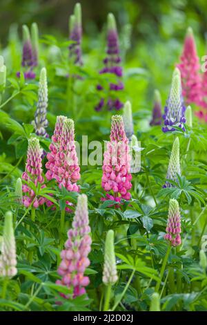 Lupine (Lupine) Pflanzen mit rosa und lila Blüten in einem Blumenbeet in einem englischen Garten, Großbritannien Stockfoto