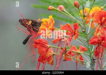 Pfauenblüte (Caesalpinia pulcherrima) die bunten Blüten zogen einen Schmetterlingsbestäuber in den trockenen Wald Ecuadors. Stockfoto