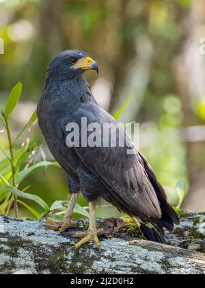 Gewöhnlicher Schwarzer Falke, Buteogallus anthracinus in Panama Stockfoto